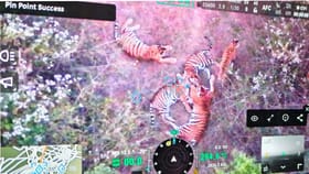 ಚಾಮರಾಜನಗರ: 5 ಹುಲಿಗಳು ಪ್ರತ್ಯಕ್ಷ; ನಿಷೇಧಾಜ್ಞೆ ಜಾರಿ, ಹೊರಬರದಂತೆ ಸೂಚನೆ