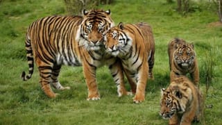 Mysuru: 40 ದಿನಗಳಲ್ಲಿ 22 ಹುಲಿ ಸೆರೆ; ನಿಟ್ಟುಸಿರು ಬಿಟ್ಟ ಕಾಡಂಚಿನ ಜನ