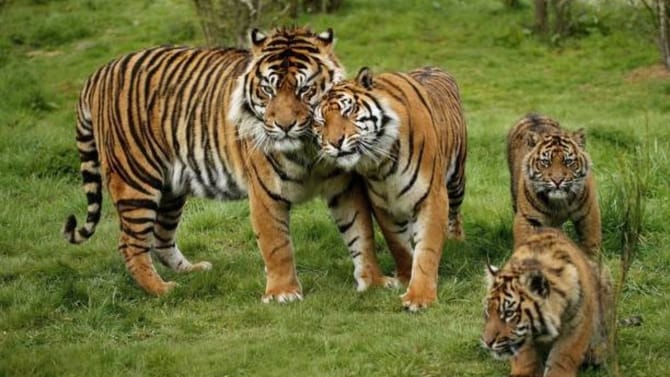 ಹುಲಿ ದಾಳಿ ಪ್ರಕರಣ: ಮೈಸೂರು ಮಂದಿಗೆ ಅರಣ್ಯ ಇಲಾಖೆಯಿಂದ ಗುಡ್​​ ನ್ಯೂಸ್​​