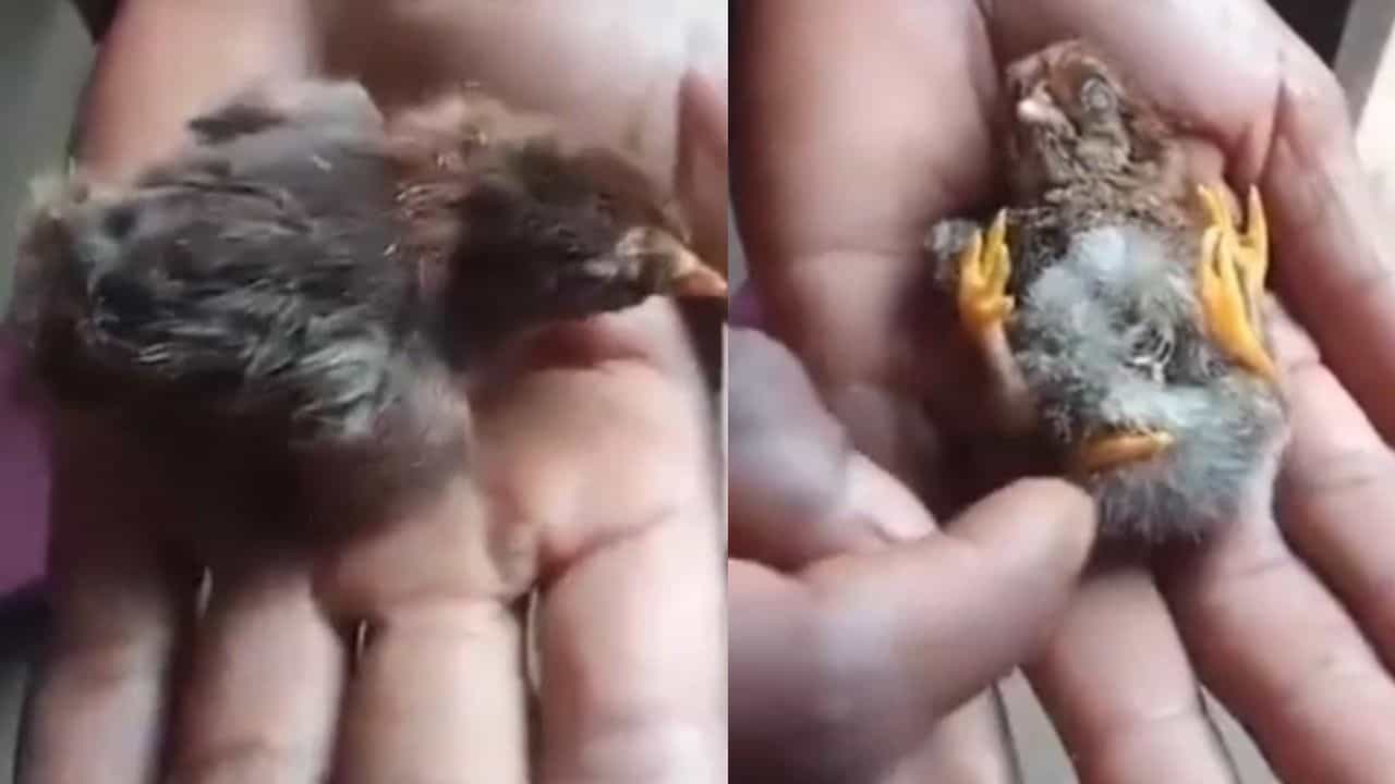 Video: ಮೊಟ್ಟೆಯಿಂದ ಹೊರ ಬಂದ ನಾಲ್ಕು ಕಾಲಿನ ಕೋಳಿ ಮರಿ, ವೈರಲ್‌ ಆಯ್ತು ವಿಡಿಯೋ