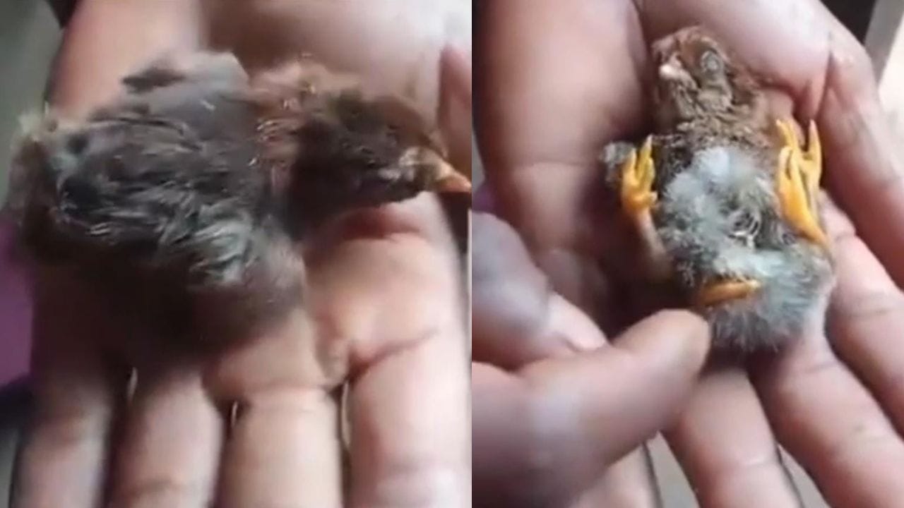 Video: ಮೊಟ್ಟೆಯಿಂದ ಹೊರ ಬಂದ ನಾಲ್ಕು ಕಾಲಿನ ಕೋಳಿ ಮರಿ, ವೈರಲ್ ಆಯ್ತು ವಿಡಿಯೋ Video: ಮೊಟ್ಟೆಯಿಂದ ಹೊರ ಬಂದ ನಾಲ್ಕು ಕಾಲಿನ ಕೋಳಿ ಮರಿ, ವೈರಲ್ ಆಯ್ತು ವಿಡಿಯೋ