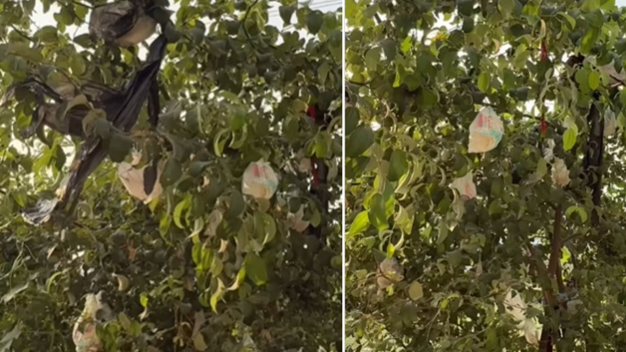 ಮರದ ಕೊಂಬೆಗಳನ್ನೂ ಬಿಟ್ಟಿಲ್ಲ ಈ ಜನ, ಇದು ‘ಡೈಪರ್ ಮರ’