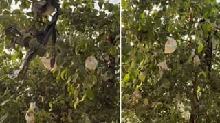 Video: ನನ್ನಮ್ಮನಿಗೆ ಫೋನ್ ಮಾಡಿ, ನನ್ನ ಅಮ್ಮನ ಹೆಸರು ಮಮ್ಮಾ; ಶಾಲೆಯಲ್ಲಿ ಕಣ್ಣೀರಿಟ್ಟ ಪುಟಾಣಿ