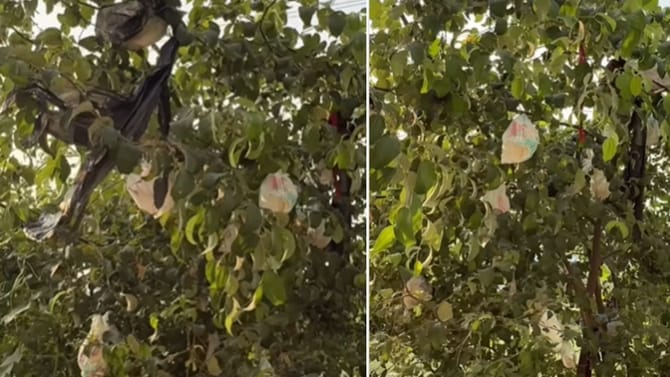 ಮರದ ಕೊಂಬೆಗಳನ್ನೂ ಬಿಟ್ಟಿಲ್ಲ ಈ ಜನ