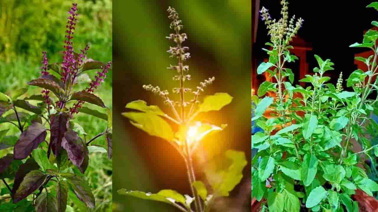 Spiritual Tips: ಮನೆಯಲ್ಲಿ ವಿಷ್ಣು ಹಾಗೂ ಲಕ್ಷ್ಮಿ ತುಳಸಿ ಎರಡೂ ಇರಲೇಬೇಕು ಏಕೆ ಗೊತ್ತಾ? ಜ್ಯೋತಿಷ್ಯ ಸಲಹೆ ಇಲ್ಲಿದೆ