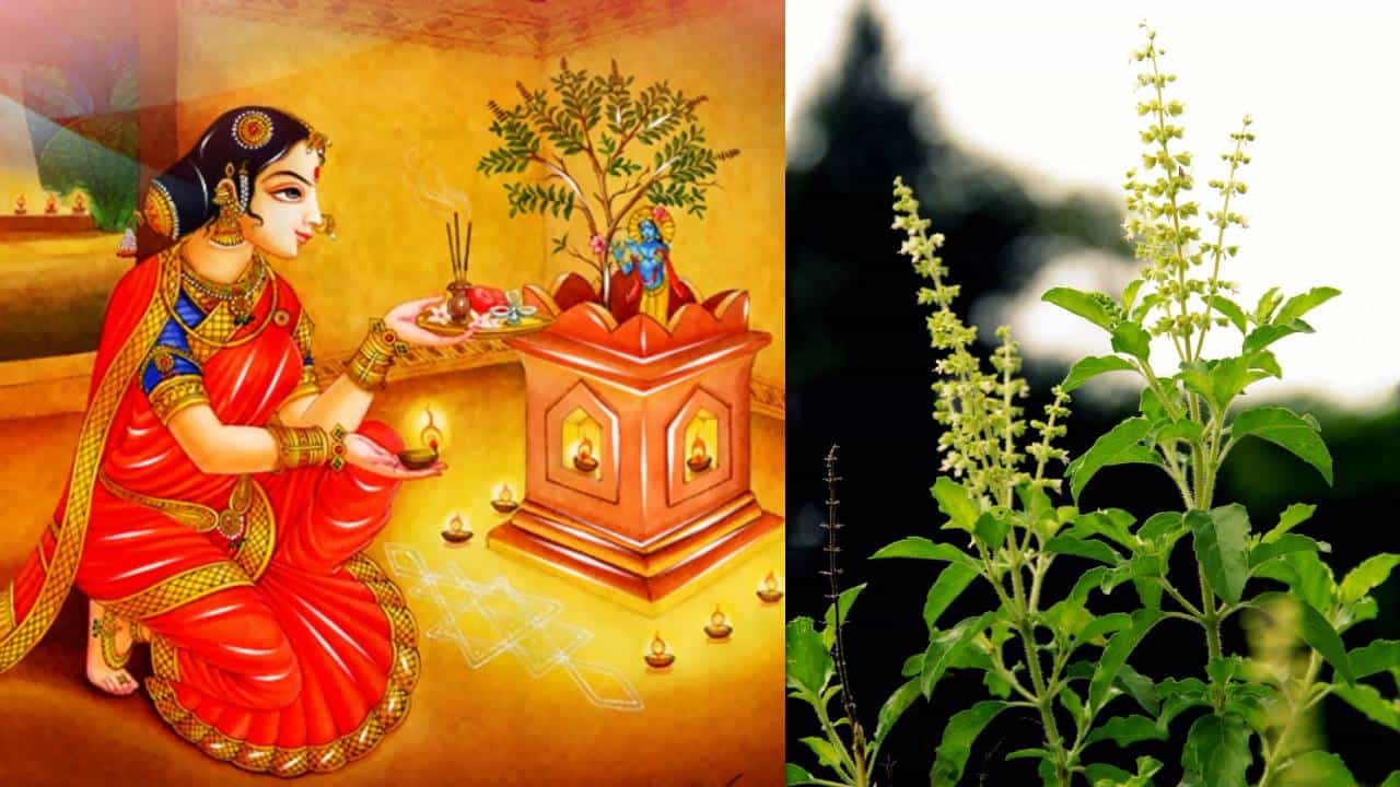 Vasthu Shastra: ತುಳಸಿ ಗಿಡದ ಪಕ್ಕದಲ್ಲಿ ಈ ಸಸ್ಯ ಬೆಳೆದಿದ್ಯಾ? ಇದು ಕೌಟುಂಬಿಕ ಸಂತೋಷ ಮತ್ತು ಸಮೃದ್ಧಿಯ ಸಂಕೇತ