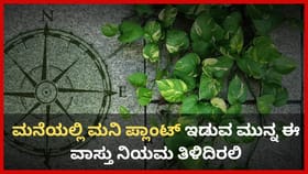 ಮನೆಯಲ್ಲಿ ಮನಿ ಪ್ಲಾಂಟ್ ಇಡುವ ಮುನ್ನ ಈ ವಾಸ್ತು ನಿಯಮ ತಿಳಿದಿರಲಿ