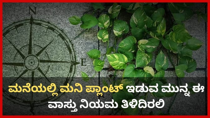 ಮನೆಯಲ್ಲಿ ಮನಿ ಪ್ಲಾಂಟ್ ಇಡುವ ಮುನ್ನ ಈ ವಾಸ್ತು ನಿಯಮ ತಿಳಿದಿರಲಿ
