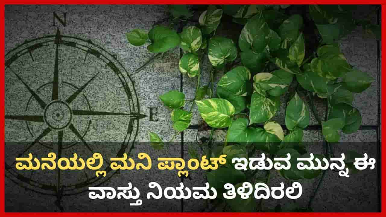 Money Plant in Vastu: ಮನೆಯಲ್ಲಿ ಮನಿ ಪ್ಲಾಂಟ್ ಇಡುವ ಮುನ್ನ ಈ ವಾಸ್ತು ನಿಯಮ ತಿಳಿದಿರಲಿ; ತಜ್ಞರ ಸಲಹೆ ಇಲ್ಲಿದೆ