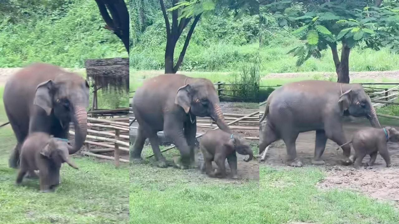 Video: ಓಡ್ಬೇಡ ಕಂದಮ್ಮ, ಬಿದ್ದೋಗ್ತೀಯಾ; ಪುಟ್ಟ ಪುಟ್ಟ ಹೆಜ್ಜೆಯಿಟ್ಟು ಓಡುತ್ತಿರುವ ಕಂದನನ್ನು ಬೀಳದಂತೆ ತಡೆದ ತಾಯಾನೆ