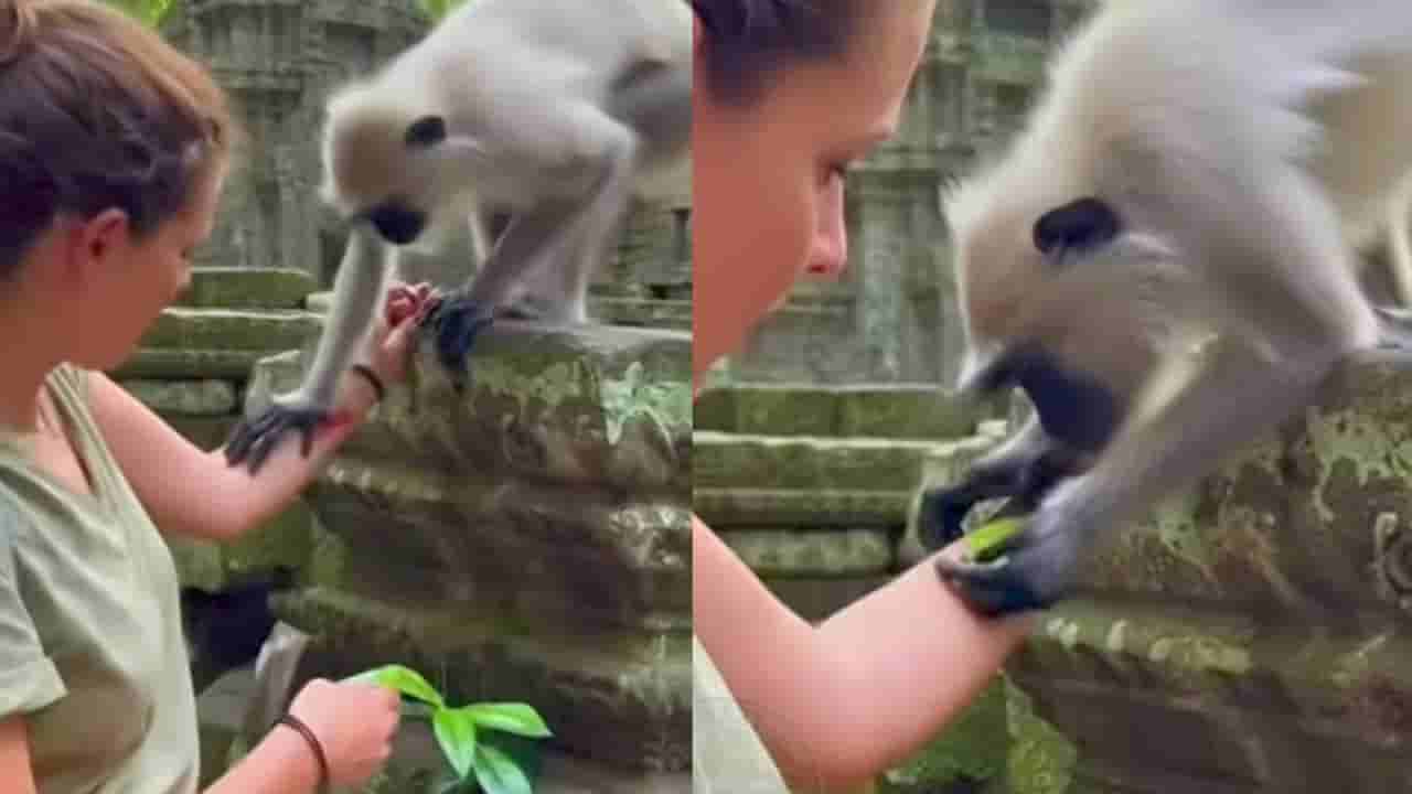 Video: ಮಹಿಳೆಯ ಕೈಯಲ್ಲಿನ ಗಾಯ ನೋಡಿ ಡಾಕ್ಟರ್‌ನಂತೆ ಚಿಕಿತ್ಸೆ ನೀಡಿದ ಮಂಗ