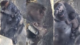 ಬೆನ್ನು ತಟ್ಟಿ ಕಂದಮ್ಮನನ್ನು ಮಲಗಿಸಿದ ತಾಯಿ ಗೊರಿಲ್ಲಾ