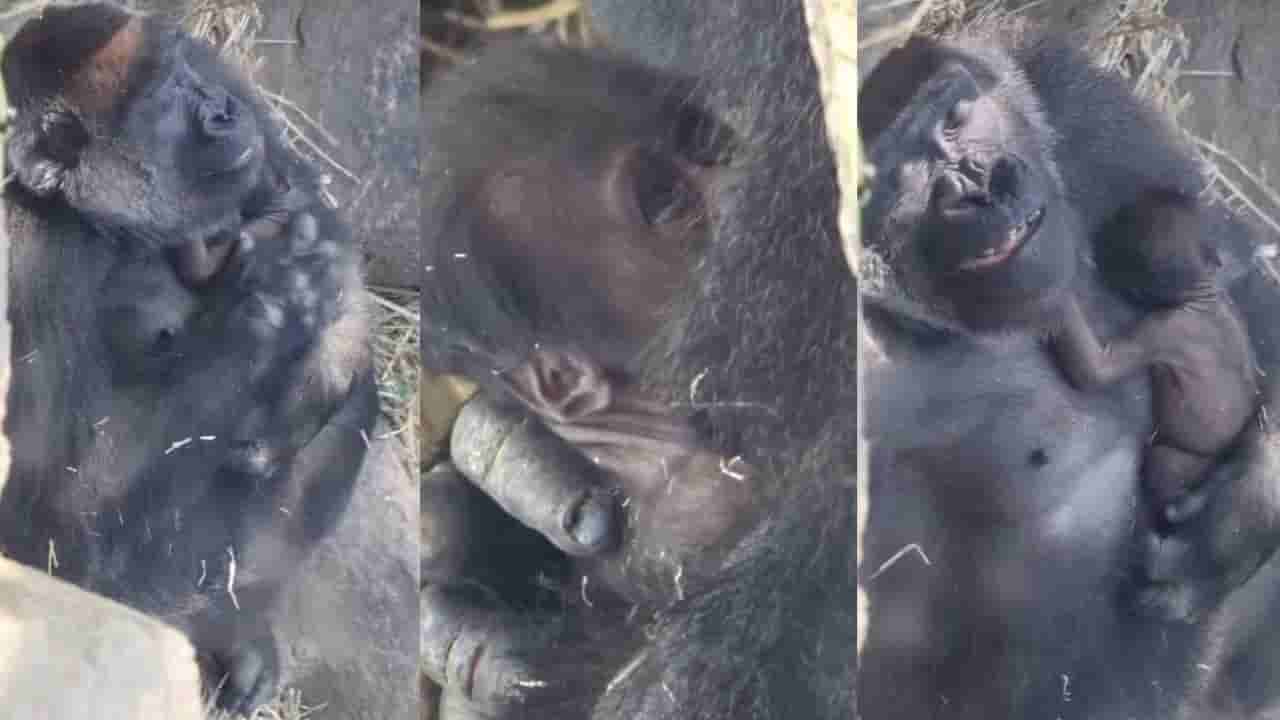 Video: ಬೆನ್ನು ತಟ್ಟಿ ಕಂದಮ್ಮನನ್ನು ಮಲಗಿಸಿದ ತಾಯಿ ಗೊರಿಲ್ಲಾ