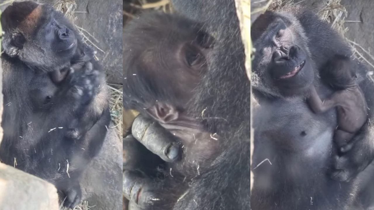 Video: ಬೆನ್ನು ತಟ್ಟಿ ಕಂದಮ್ಮನನ್ನು ಮಲಗಿಸಿದ ತಾಯಿ ಗೊರಿಲ್ಲಾ