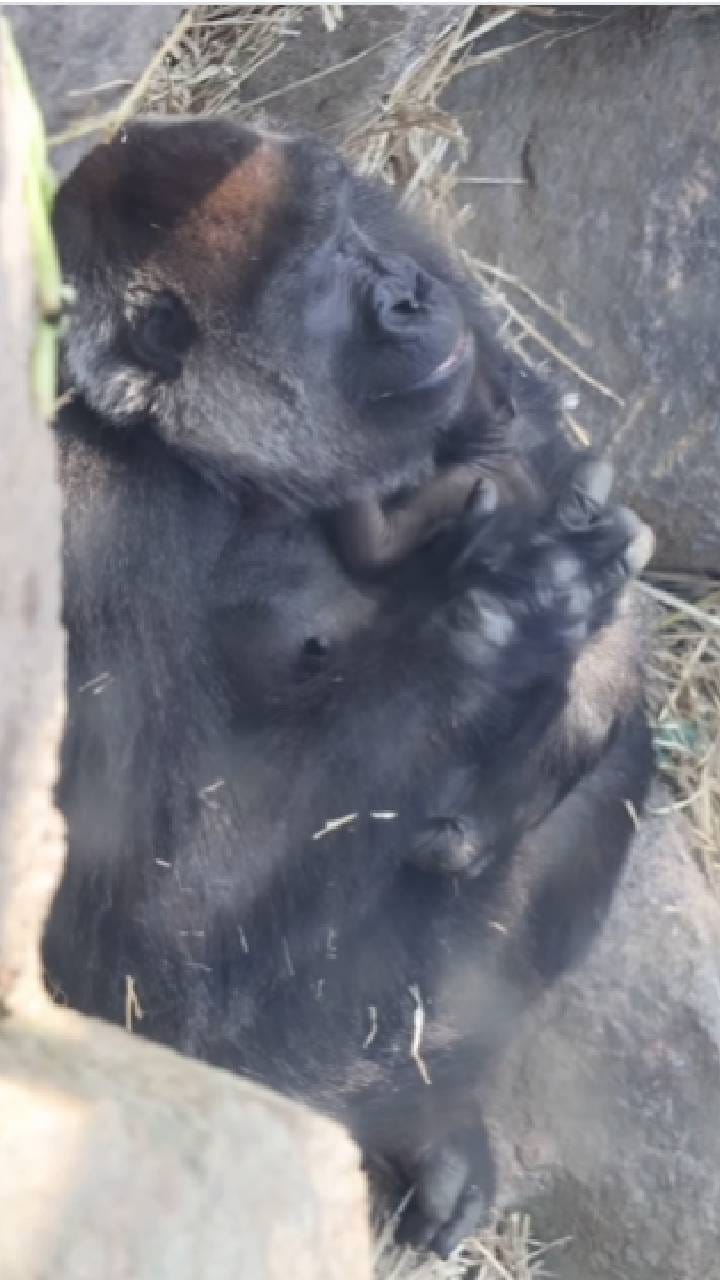 ತನ್ನ 9ದಿನದ ಮಗುವನ್ನು ತಟ್ಟಿ ಮಲಗಿಸುತ್ತಿರುವ ಗೊರಿಲ್ಲಾ