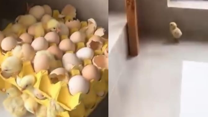 ಮನೆಯಲ್ಲಿಟ್ಟ ಮೂರು ಟ್ರೇ ಮೊಟ್ಟೆಗಳಿಂದ ಹೊರ ಬಂತು ಕೋಳಿಮರಿಗಳು