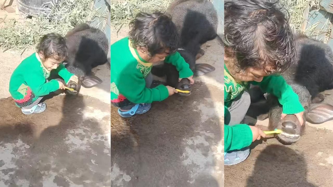 Video: ಎಮ್ಮೆಯ ಕರುವಿನ ಹಲ್ಲುಜ್ಜಲು ಪುಟಾಣಿಯ ಪರದಾಟ, ವೈರಲ್ ಆಯ್ತು ದೃಶ್ಯ Video: ಎಮ್ಮೆಯ ಕರುವಿನ ಹಲ್ಲುಜ್ಜಲು ಪುಟಾಣಿಯ ಪರದಾಟ, ವೈರಲ್ ಆಯ್ತು ದೃಶ್ಯ