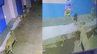 Video: ಅಬ್ಬಬ್ಬಾ… ಇದೇನಿದು ಅಚ್ಚರಿ; ನಾಯಿ ಮರಿಗಳೊಂದಿಗೆ ಆಟವಾಡಿದ ಸಿಂಹಗಳು