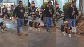 ಕರುವಿನೊಂದಿಗೆ ವಾಕಿಂಗ್ ಹೊರಟ ಯುವಕ, ವೈರಲ್ ಆಯ್ತು ದೃಶ್ಯ