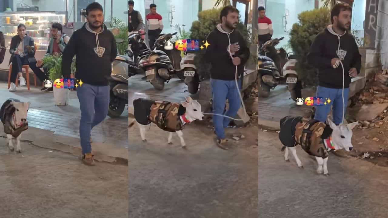 Video: ಕರುವಿನೊಂದಿಗೆ ವಾಕಿಂಗ್ ಹೊರಟ ಯುವಕ, ವೈರಲ್ ಆಯ್ತು ದೃಶ್ಯ