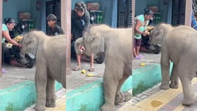 ತಿನ್ನಲು ಹಣ್ಣು ನೀಡಿದ ಮಹಿಳೆಯೊಂದಿಗೆ ಹಠ ಹಿಡಿದು ನಿಂತ ಮರಿಯಾನೆ