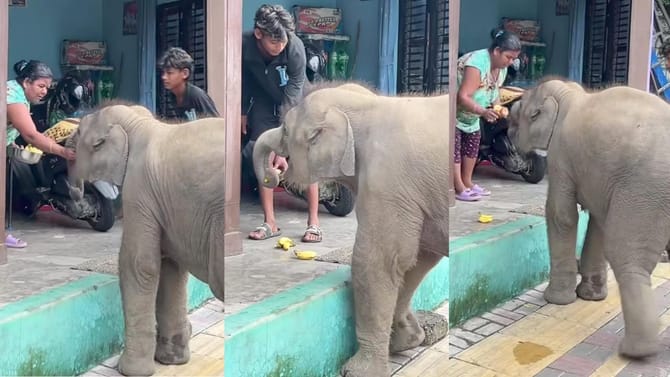 ತಿನ್ನಲು ಹಣ್ಣು ನೀಡಿದ ಮಹಿಳೆಯೊಂದಿಗೆ ಹಠ ಹಿಡಿದು ನಿಂತ ಮರಿಯಾನೆ