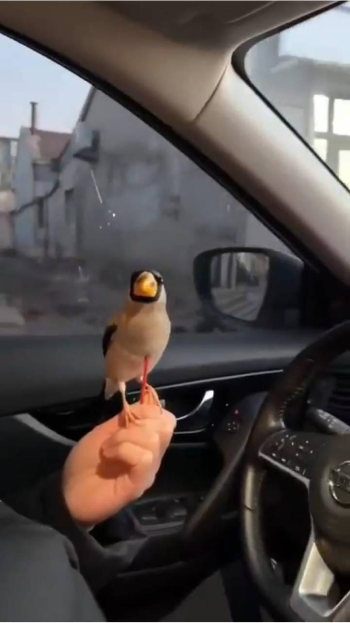 ಏನ್‌ ಚಾಲಾಕಿ  ನೋಡಿ ಈ ಹಕ್ಕಿ