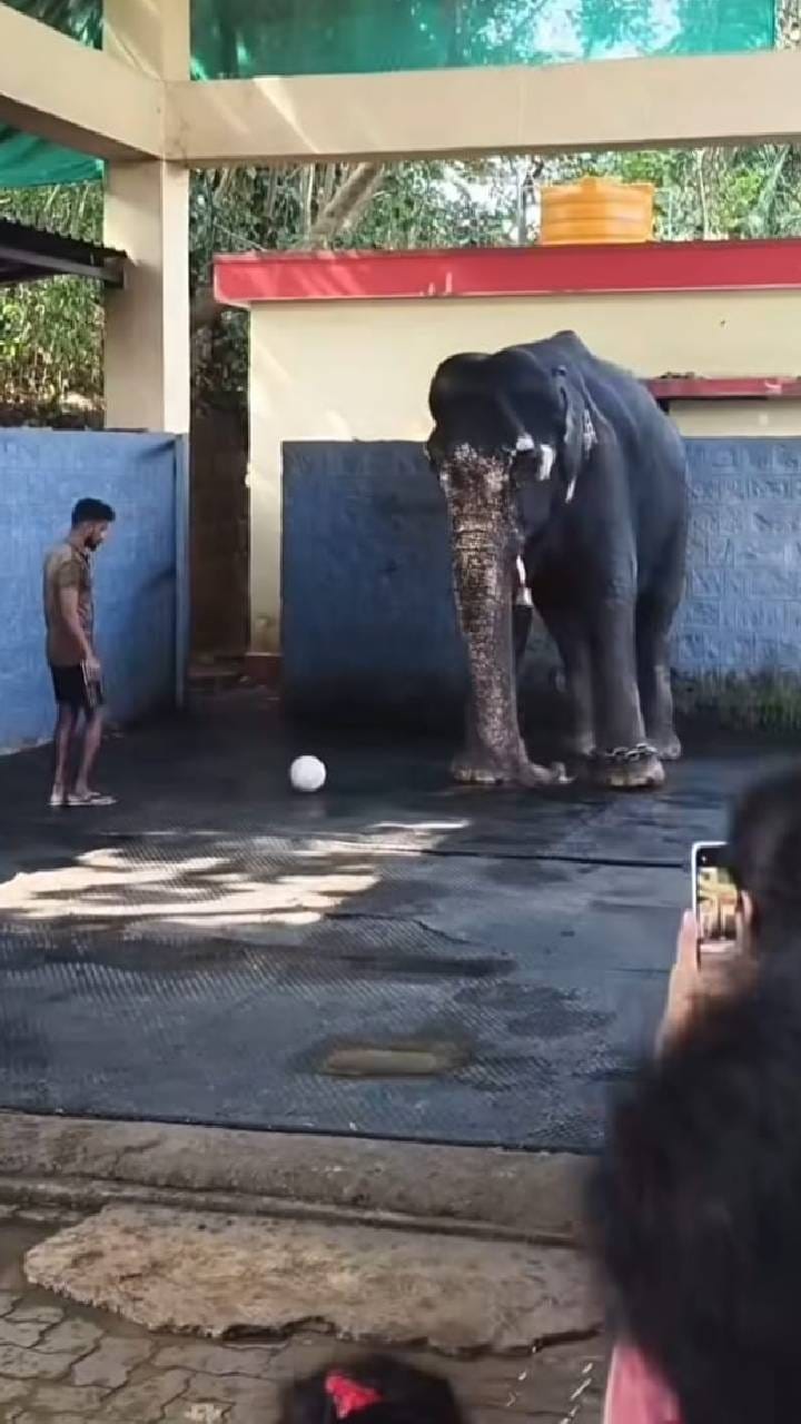 ಖುಷಿ ಖುಷಿಯಾಗಿ ಚೆಂಡಾಟ ಆಡಿದ ಕಟೀಲು ಮಹಾಲಕ್ಷ್ಮಿ ಆನೆ