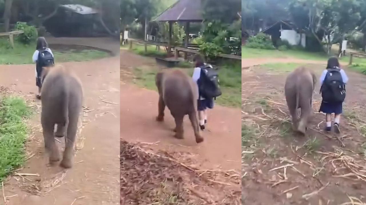 Video: ಪುಟ್ಟ ಹುಡುಗಿಯನ್ನು ಜೋಪಾನವಾಗಿ ಶಾಲೆಗೆ ಬಿಟ್ಟು ಬರಲು ಹೊರಟ ಮರಿಯಾನೆ