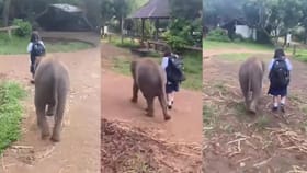 ಪುಟ್ಟ ಹುಡುಗಿಯನ್ನು ಜೋಪಾನವಾಗಿ ಶಾಲೆಗೆ ಬಿಟ್ಟು ಬರಲು ಹೊರಟ ಮರಿಯಾನೆ