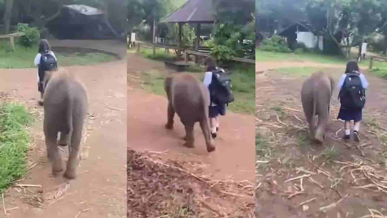 Video: ಪುಟ್ಟ ಹುಡುಗಿಯನ್ನು ಜೋಪಾನವಾಗಿ ಶಾಲೆಗೆ ಬಿಟ್ಟು ಬರಲು ಹೊರಟ ಮರಿಯಾನೆ