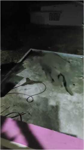 ಹಾಸನ: ಆಹಾರ ಅರಸಿ ಮನೆಗೇ ಬಂದ ಕಾಡಾನೆ!