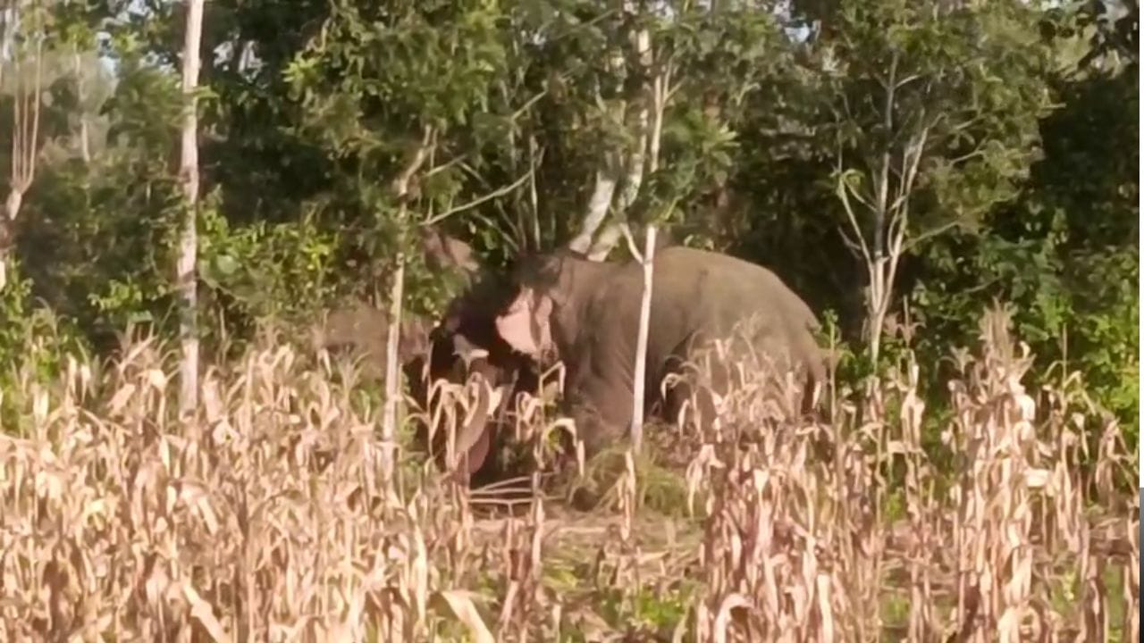 ಭೀಮಾ vs ಕ್ಯಾಪ್ಟನ್: ಕಾಡಾನೆಗಳ ಕಾದಾಟದ ವಿಡಿಯೋ ವೈರಲ್ ಭೀಮಾ vs ಕ್ಯಾಪ್ಟನ್: ಕಾಡಾನೆಗಳ ಕಾದಾಟದ ವಿಡಿಯೋ ವೈರಲ್