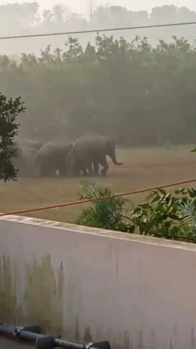 ಹಾಸನದಲ್ಲಿ ಮನೆಗಳ ಮುಂದೆಯೇ ಗಜಪಡೆ ಪೆರೇಡ್!