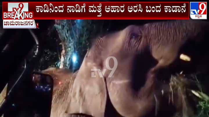 ಚಾಮರಾಜನಗರ: ಬಾಳೆಹಣ್ಣಿಗಾಗಿ ನಡುರಸ್ತೆಯಲ್ಲಿಯೇ ಲಾರಿ ತಡೆದ 'ಬನಾನಾ ಬೇಬಿ'! ಚಾಮರಾಜನಗರ: ಬಾಳೆಹಣ್ಣಿಗಾಗಿ ನಡುರಸ್ತೆಯಲ್ಲಿಯೇ ಲಾರಿ ತಡೆದ 'ಬನಾನಾ ಬೇಬಿ'!