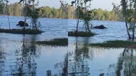 ಬರೋಬ್ಬರಿ ಒಂದು ಕಿಲೋ ಮೀಟರ್ ಈಜಿಕೊಂಡೇ ಬಂದ ಒಂಟಿ ಸಲಗ!