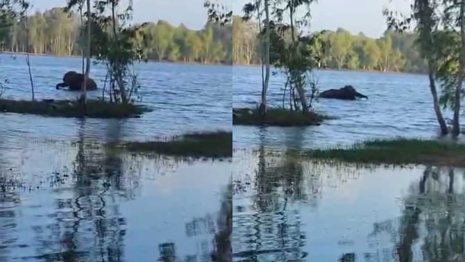 ಬರೋಬ್ಬರಿ ಒಂದು ಕಿಲೋ ಮೀಟರ್ ಈಜಿಕೊಂಡೇ ಬಂದ ಒಂಟಿ ಸಲಗ!