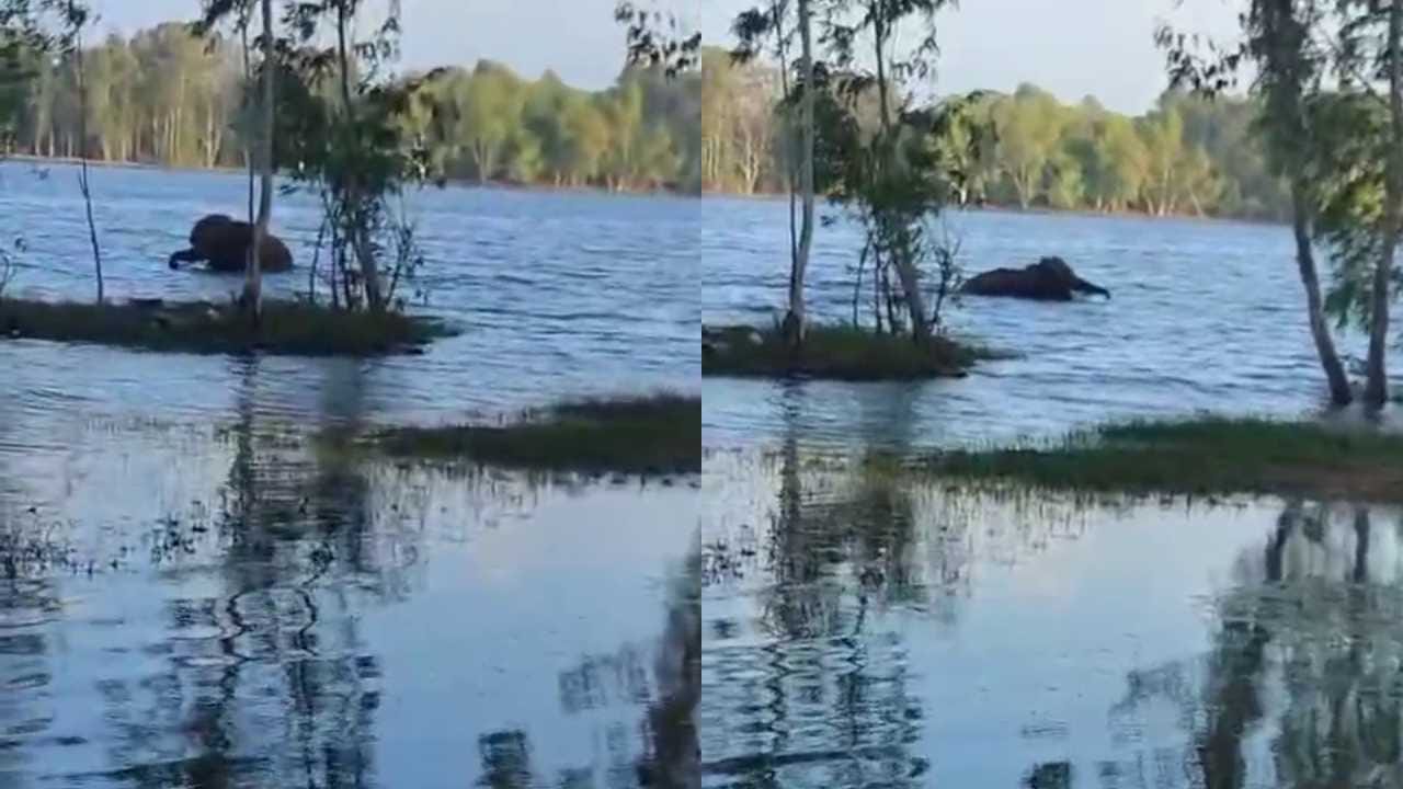 ಬರೋಬ್ಬರಿ ಒಂದು ಕಿಲೋ ಮೀಟರ್ ಈಜಿಕೊಂಡೇ ಬಂದ ಒಂಟಿ ಸಲಗ! ಬರೋಬ್ಬರಿ ಒಂದು ಕಿಲೋ ಮೀಟರ್ ಈಜಿಕೊಂಡೇ ಬಂದ ಒಂಟಿ ಸಲಗ!