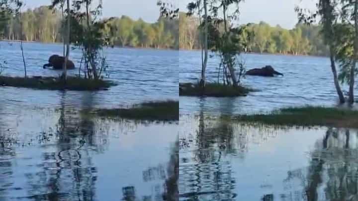 ಬರೋಬ್ಬರಿ ಒಂದು ಕಿಲೋ ಮೀಟರ್ ಈಜಿಕೊಂಡೇ ಬಂದ ಒಂಟಿ ಸಲಗ! ಬರೋಬ್ಬರಿ ಒಂದು ಕಿಲೋ ಮೀಟರ್ ಈಜಿಕೊಂಡೇ ಬಂದ ಒಂಟಿ ಸಲಗ!