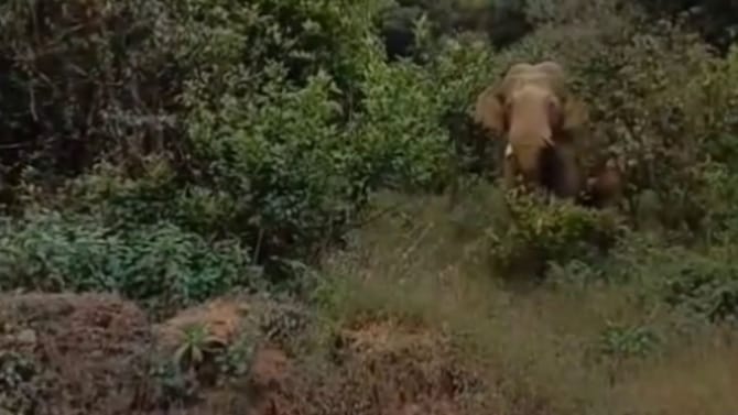 Video: ಕಾರ್ಕಳ - ಶೃಂಗೇರಿ ಹೆದ್ದಾರಿ ಬದಿಯಲ್ಲೇ ಕಾಡಾನೆ ಸಂಚಾರ