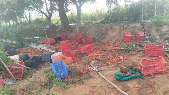 ಕೋಲಾರದಲ್ಲಿ ಕಾಡಾನೆಗಳಿಂದ ಟೊಮೆಟೋ ಬೆಳೆ ನಾಶ