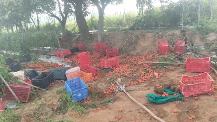 ಕೋಲಾರದಲ್ಲಿ ಕಾಡಾನೆಗಳಿಂದ ಟೊಮೆಟೋ ಬೆಳೆ ನಾಶ ಕೋಲಾರದಲ್ಲಿ ಕಾಡಾನೆಗಳಿಂದ ಟೊಮೆಟೋ ಬೆಳೆ ನಾಶ