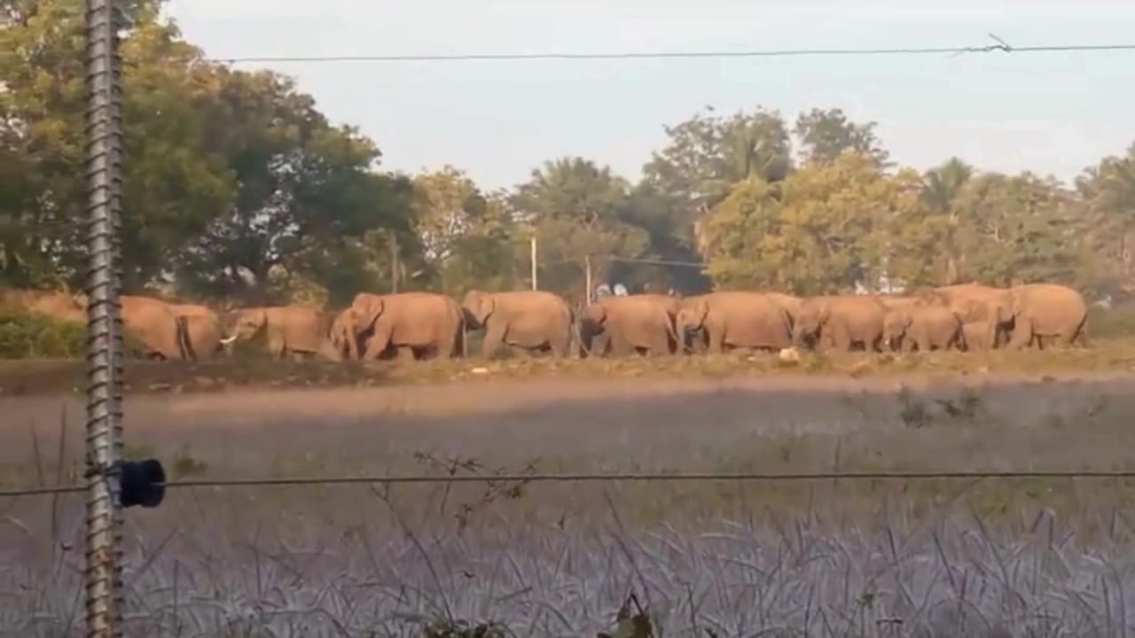 ಚಾಮರಾಜನಗರ: 40ಕ್ಕೂ ಹೆಚ್ಚು ಕಾಡಾನೆಗಳ ಹಿಂಡು ಗ್ರಾಮಕ್ಕೆ ಲಗ್ಗೆ, ಬೆಚ್ಚಿಬೀಳಿಸುವ ವಿಡಿಯೋ ಇಲ್ಲಿದೆ ನೋಡಿ