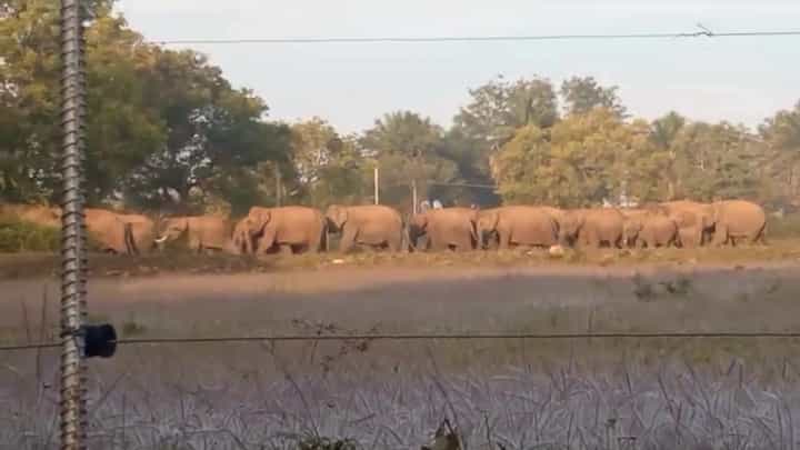 ಚಾಮರಾಜನಗರ: 40ಕ್ಕೂ ಹೆಚ್ಚು ಕಾಡಾನೆಗಳ ಹಿಂಡು ಗ್ರಾಮಕ್ಕೆ ಲಗ್ಗೆ, ಬೆಚ್ಚಿಬೀಳಿಸುವ ವಿಡಿಯೋ ಇಲ್ಲಿದೆ ನೋಡಿ ಚಾಮರಾಜನಗರ: 40ಕ್ಕೂ ಹೆಚ್ಚು ಕಾಡಾನೆಗಳ ಹಿಂಡು ಗ್ರಾಮಕ್ಕೆ ಲಗ್ಗೆ, ಬೆಚ್ಚಿಬೀಳಿಸುವ ವಿಡಿಯೋ ಇಲ್ಲಿದೆ ನೋಡಿ