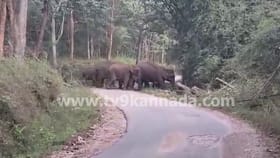 ಚಿಕ್ಕಮಗಳೂರು: ಮುತ್ತೋಡಿ ಬಳಿ ಕಾಡಾನೆಗಳ ಹಿಂಡು ಪ್ರತ್ಯಕ್ಷ: ವಿಡಿಯೋ ನೋಡಿ