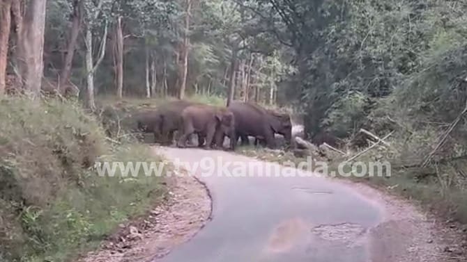 ಚಿಕ್ಕಮಗಳೂರು: ಮುತ್ತೋಡಿ ಬಳಿ ಕಾಡಾನೆಗಳ ಹಿಂಡು ಪ್ರತ್ಯಕ್ಷ: ವಿಡಿಯೋ ನೋಡಿ