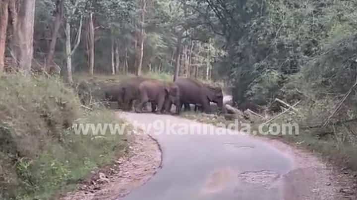 ಚಿಕ್ಕಮಗಳೂರು: ಮುತ್ತೋಡಿ ಬಳಿ ಕಾಡಾನೆಗಳ ಹಿಂಡು ಪ್ರತ್ಯಕ್ಷ, ಆತಂಕದಲ್ಲಿ ಗ್ರಾಮಸ್ಥರು ಚಿಕ್ಕಮಗಳೂರು: ಮುತ್ತೋಡಿ ಬಳಿ ಕಾಡಾನೆಗಳ ಹಿಂಡು ಪ್ರತ್ಯಕ್ಷ, ಆತಂಕದಲ್ಲಿ ಗ್ರಾಮಸ್ಥರು