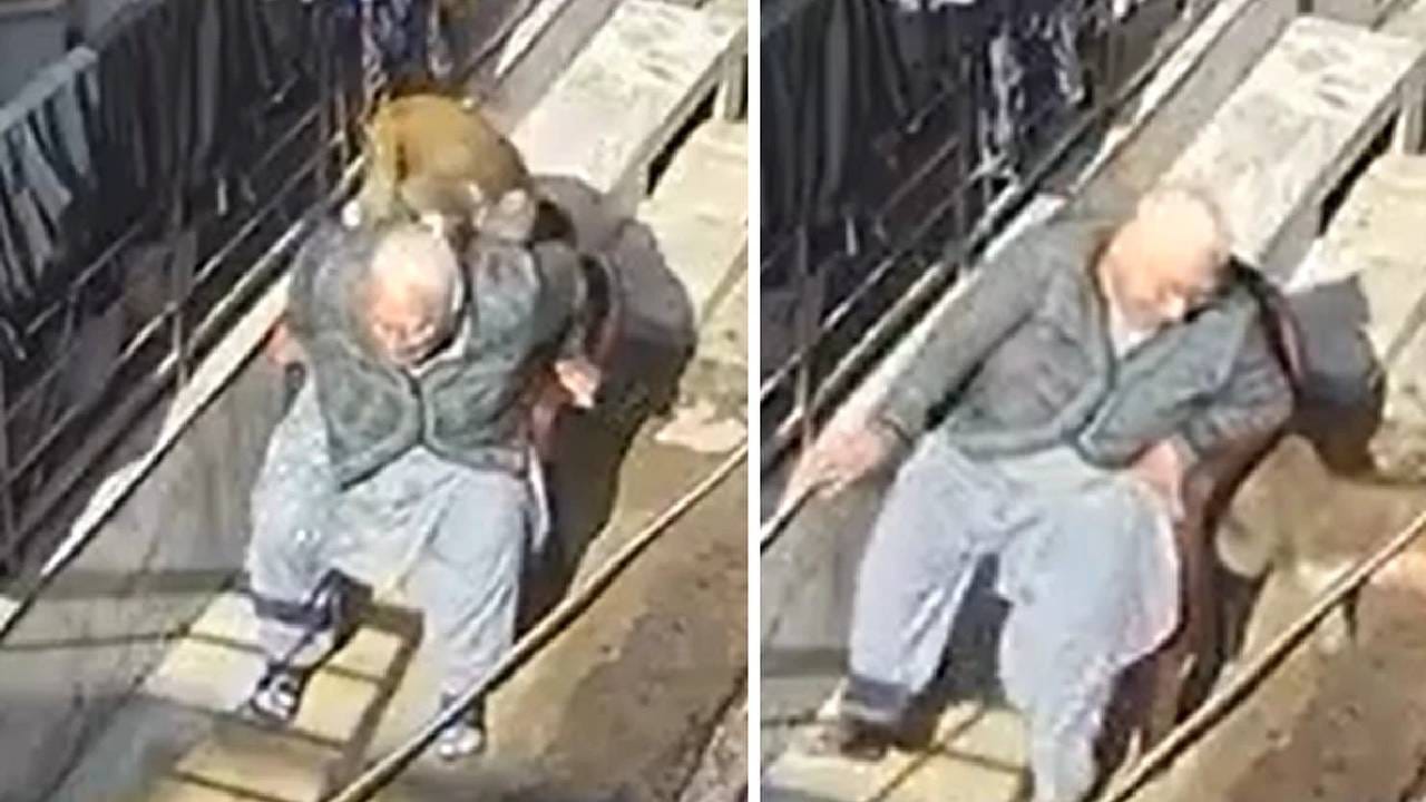 Video: ಮನೆಯ ಎದುರು ಕುರ್ಚಿ ಮೇಲೆ ಕುಳಿತಿದ್ಧ ವೃದ್ಧೆ ಮೇಲೆ ಕೋತಿಗಳ ದಾಳಿ Video: ಮನೆಯ ಎದುರು ಕುರ್ಚಿ ಮೇಲೆ ಕುಳಿತಿದ್ಧ ವೃದ್ಧೆ ಮೇಲೆ ಕೋತಿಗಳ ದಾಳಿ