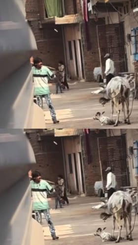 ಬೀದಿ ಕರುವಿಗೆ ದೊಣ್ಣೆಯಲ್ಲಿ ಹೊಡೆದ ವ್ಯಕ್ತಿಗೆ ಬಿತ್ತು ಭರ್ಜರಿ ಗೂಸಾ