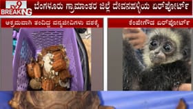 ವಿಮಾನದಲ್ಲಿ ಬಂದವರ ಬಳಿ ಇತ್ತು ಆಮೆಗಳು ಸೇರಿ 35 ವನ್ಯಜೀವಿ! ಮೂವರ ಬಂಧನ
